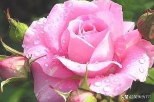 玫瑰与月季的区别,月季花与玫瑰花区别大吗？