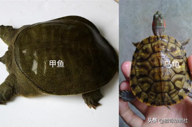 猪鼻龟是什么动物，什么鱼比较适合和猪鼻龟混养？