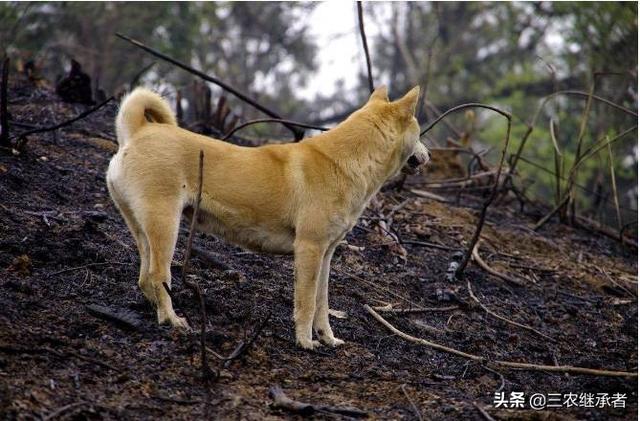 狗狗每晚都过来上我图片:狗狗一晚上叫声变了 农村土狗晚上不睡，朝一个方向叫个不停，到底看到了啥？