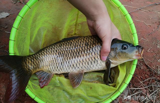 鱼饵料:钓鱼饵料配方 鱼饵的饵料味型怎么搭配比较合适？