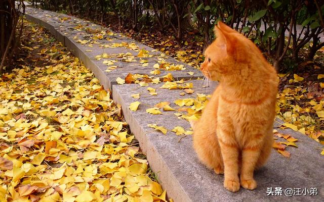 猫六:你身边养了六年以上的猫猫都怎么样了？
