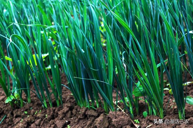 头条问答 - 小麦和韭菜有什么共同点?(25个回答)