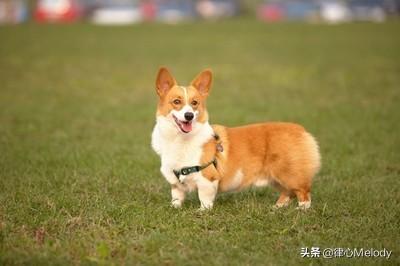 武汉免费领养狗狗:对那些指明想要免费领养品种犬或者品种猫的人什么看法？