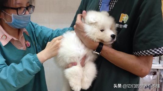 犬菌清的功效:狗打完肠毒清怎么站不起来了？