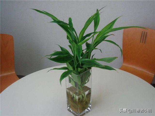 富贵竹养殖方法:花瓶里放富贵竹子怎样让它活的更久？