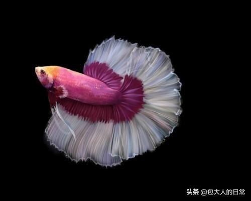 泰国斗鱼论坛:泰国斗鱼多久进一次食呢？如何养？