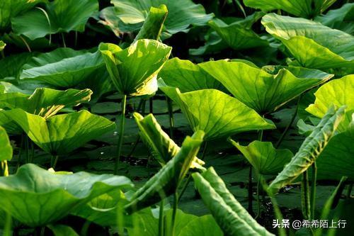 贾金金:或曰，荷叶何田田。田田是什么意思