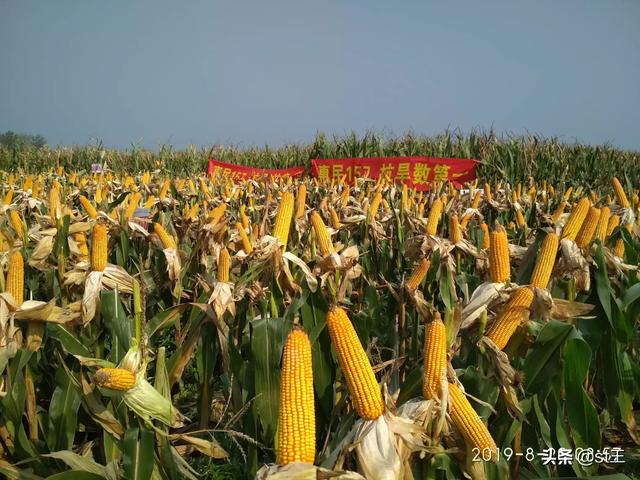 玉米到了后期还要浇吗？插图19