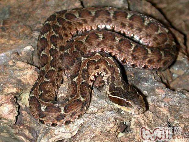 蛤蟆头蛇的具体信息没找到  ,不过据说有老人见过, 说是东北最毒的蛇.