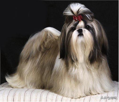 世界十大最贵名犬排行榜:我国售价最高的狗有哪些？为什么？ 世界十大最贵名犬排行