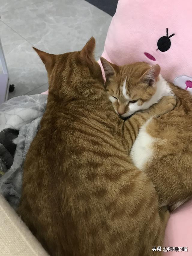 猫癣初期症状图:猫咪长猫癣的初期症状，猫藓初期是什么样子的？