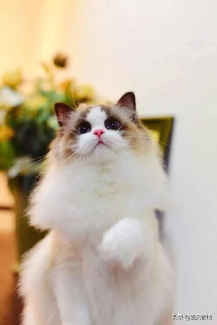 哈尔滨布偶猫价格多少钱一只:三年的同学布偶猫收我5000值得买吗？