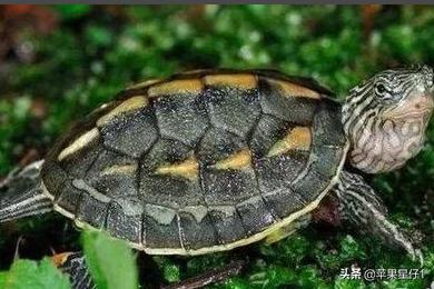 泰迪熊天竺鼠好养吗:养什么小动物，不那么脏又好养的呢？