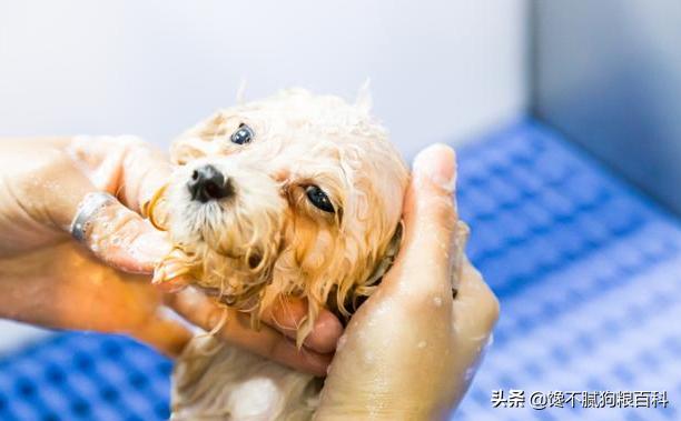 贵宾犬的图片欣赏:为什么有些贵宾犬很安静，有些却很吵闹，甚至不听主人的话？