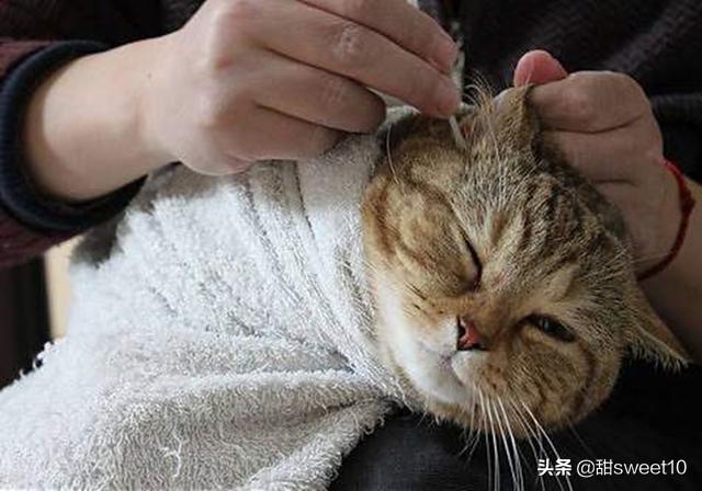 正常的猫耳朵是热的吗:小猫的耳朵有什么作用和，特点？