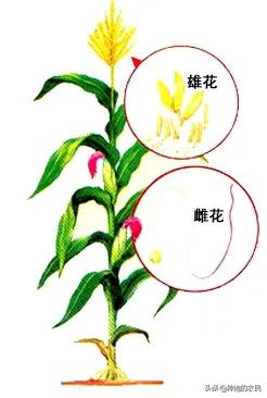 头条问答 - 种上玉米多长时间扬花授粉?(2个回答)