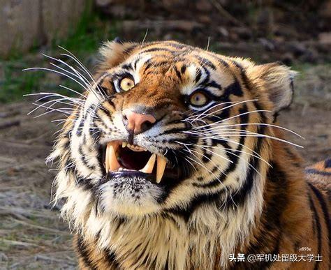 头条问答 - 老虎的咬合力,犬齿长度都差狮子好几个档次,老虎真的是最