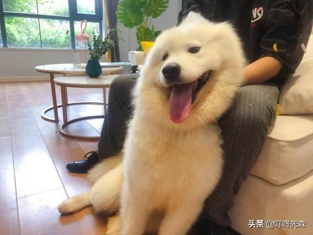 萨摩耶幼犬吃奶视频:刚到家的萨摩耶幼犬怎么饲养好？