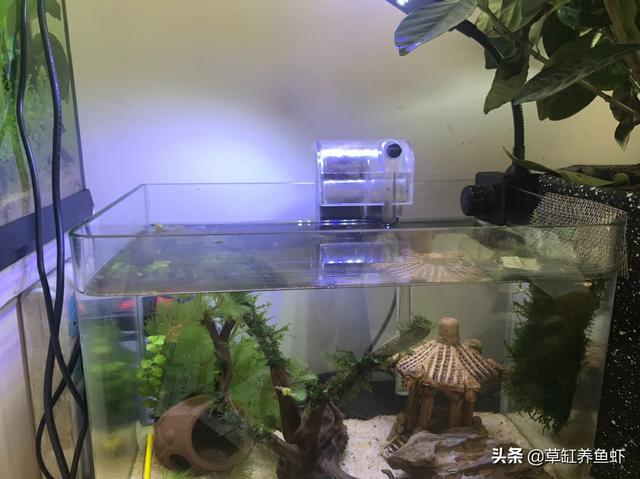养观赏鱼的过滤方法有哪些:小鱼缸饲养观赏鱼，哪种过滤形式比较好，首选一定是外挂过滤吗？