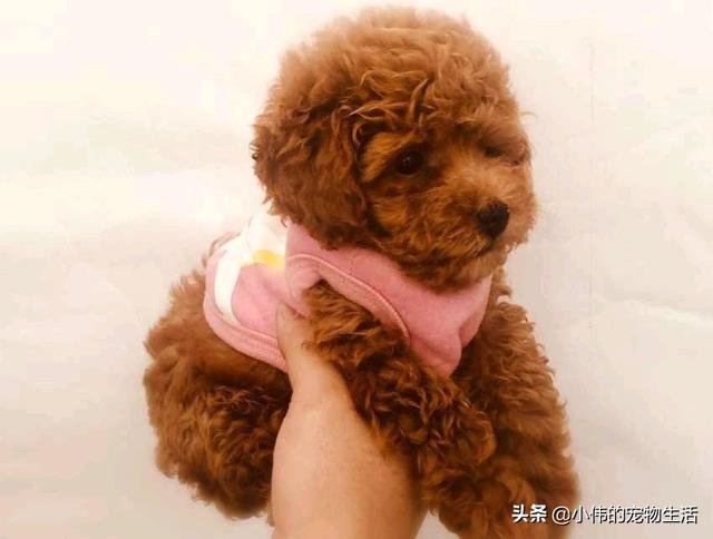 珍岛狗适合家养吗:为什么说泰迪犬很适合家养呢？