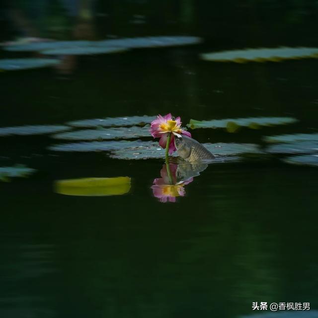 大白兔图片:大白兔图片大全可爱图片卡通 佳能70-300镜头与佳能100-400镜头哪个好？