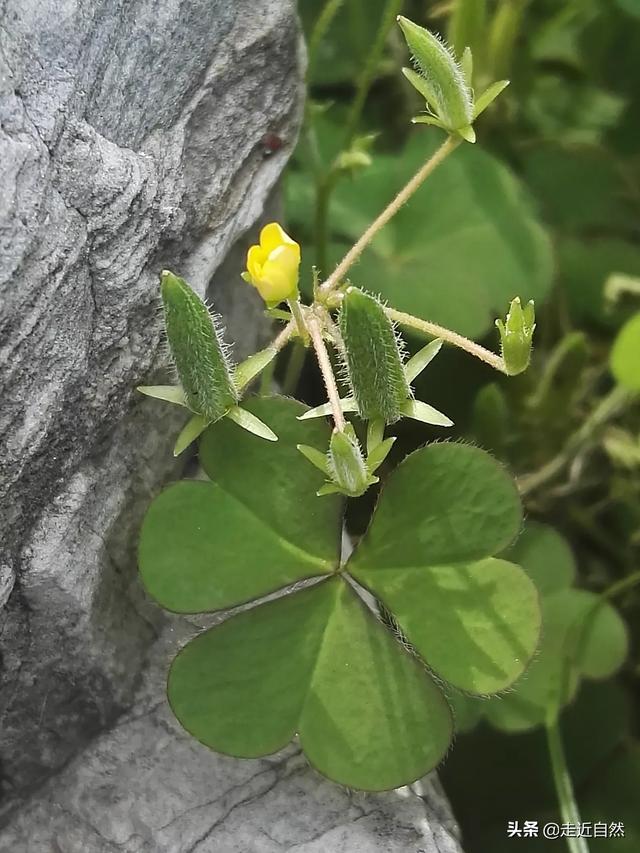 植物的种子如何传播