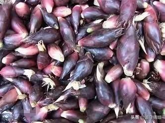 阳荷有什么作用？能栽在小河边吗？