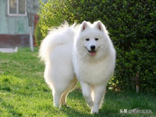 开心狗狗:关于狗狗都发生过哪些开心有趣的事呢？