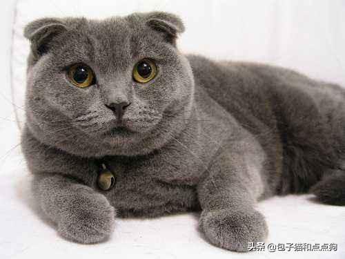 猫怀孕能吃海乐妙吗:孕期的猫可以吃猫多维吗？