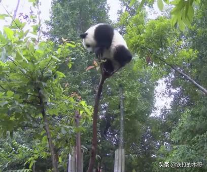 朱茵家的藏獒价值1200万:抖音国宝真的赚了六亿九千万吗？