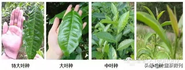 老六堡茶的功效与作用,广西的六堡茶是怎样的茶？