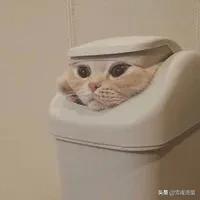 爱洗澡的猫猫 关店:为什么猫猫狗狗喜欢在主人洗澡的时候守在卫生间门口？