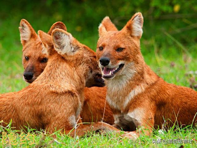 央视高加索犬vs藏獒:在青藏高原什么狗可以和当地牧民的藏獒一较高下？