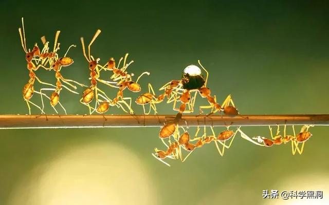 一个蚂蚁群有多达50万甚至上百万的成员,分工相当复杂,受一个蚁后统治