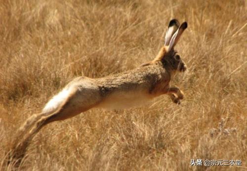 夜间细犬撵兔视频:夜间格力犬撵兔视频 ​过去的农村，野兔在山上到处跑，如今却几乎见不到了，为啥？