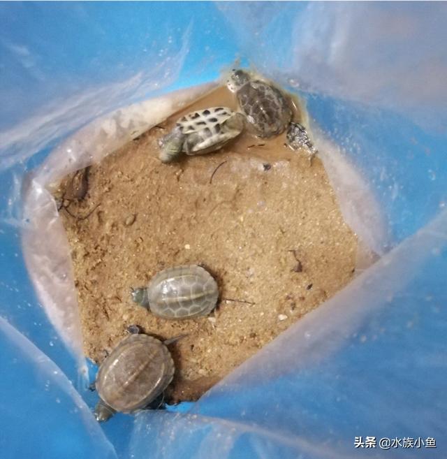 草龟怎么养:中华草龟要怎样养？多久喂一次食物好？