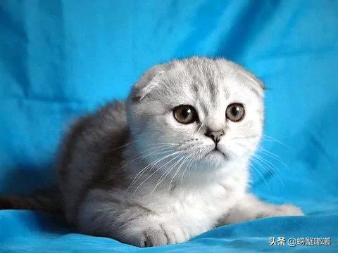 折耳猫遗传病发病率:折耳猫一定都有软骨病吗？