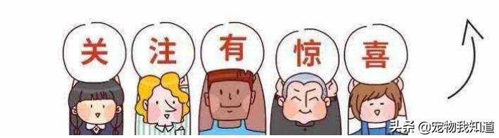 拉布拉多犬介绍图片:想养一条狗狗，边境牧羊犬和拉布拉多哪个好？ 拉布拉多犬图片价格表