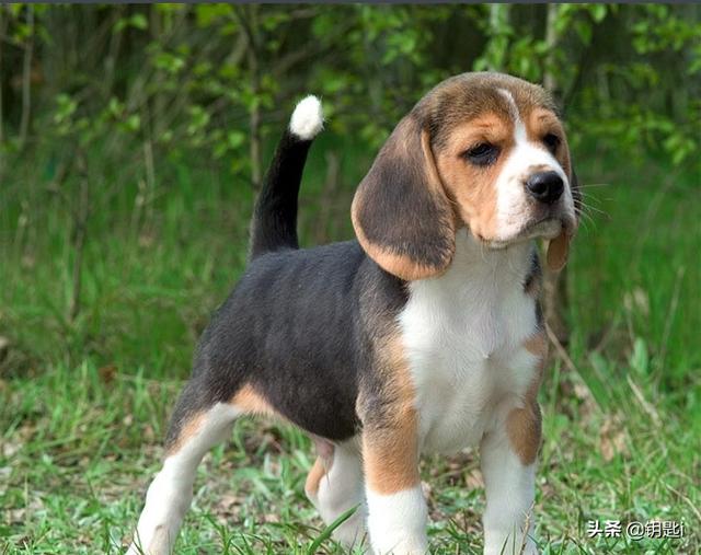 头条问答 比格犬怎么样 4个回答