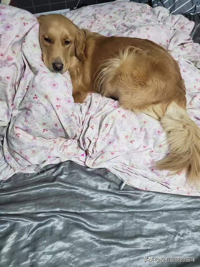 各种宠物狗的名字新奇又有趣:大家养的大型宠物犬都给取了什么有趣的名字？来源是什么？