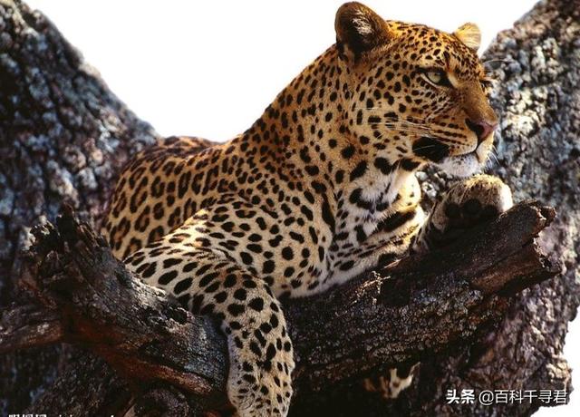 南宁野生豹猫:野生豹猫可以家养吗 广东的华南豹是如何消失的？