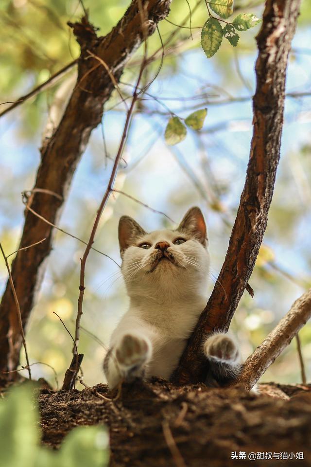 浏阳市的流浪狗狗在那里:什么地方容易碰到流浪猫狗？