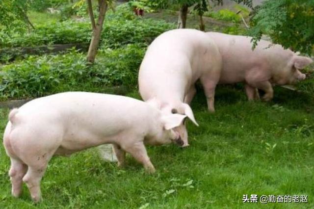 斯格配套系猪品种:体型猪和普通猪有什么区别？