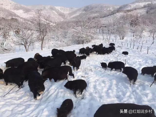 巴马香猪散放养视频:2019年养殖香猪赚钱吗？香猪养殖前景如何？