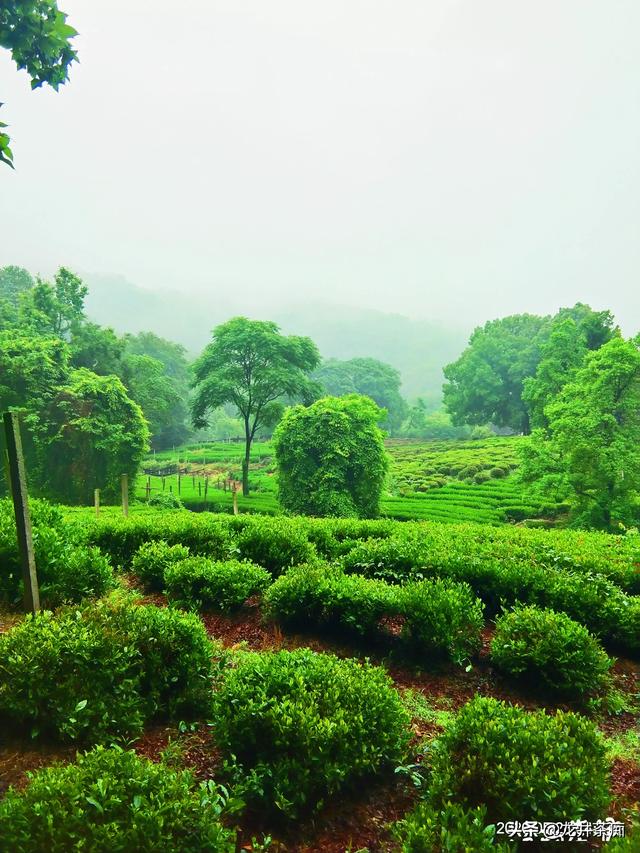 中国哪里产的绿茶最好，全国有好多产茶区，哪里的茶叶最受欢迎