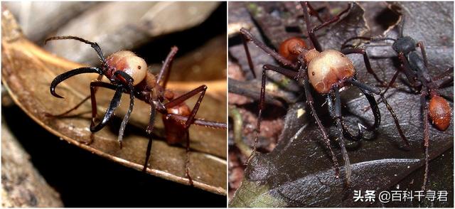 一群行军蚁能否对付一只饥饿的食蚁兽?
