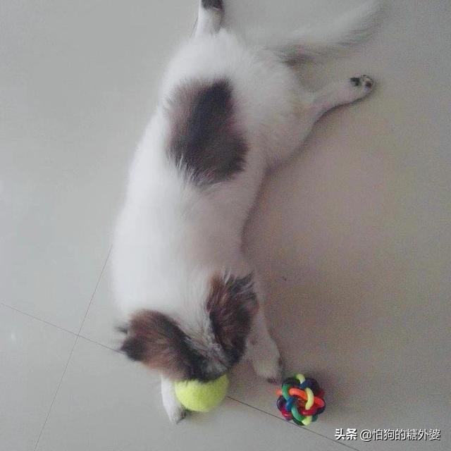 楼上养狗注意事项:住宅楼房养大型宠物犬，需要注意哪些？宠物大小便该怎么处理？