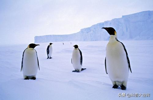 企鹅在哪个极，企鹅只生活在南极洲吗？最大的企鹅有多大？