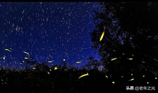 以前夏夜在野外常见的萤火虫，为什么现在逐渐销声匿迹了？