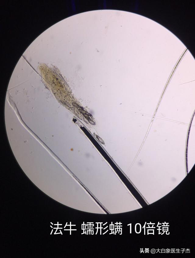 极肤康宠物用药:狗子有蜱虫用什么内服药处理？ 贝肤康宠物用药